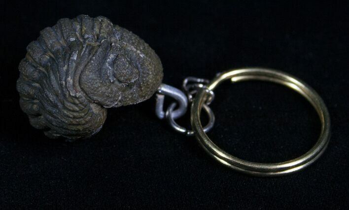 Real Phacops Trilobite Keychain #4726